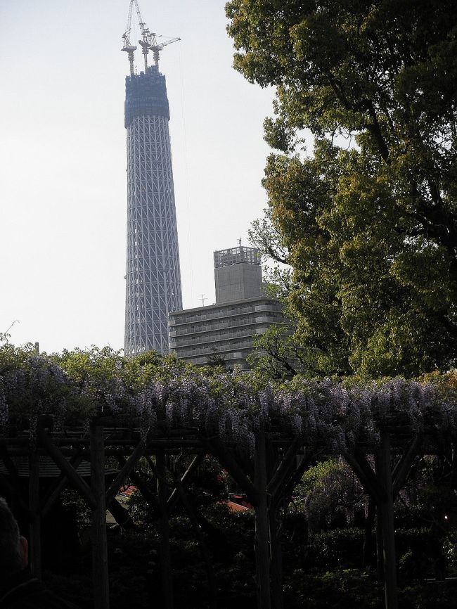 今年は見事な藤を見れました♪<br /><br />今年は建設途中のスカイツリーも一緒に見れて<br />おもしろかった。<br /><br />お天気が良かったので観光気分にもなれました。