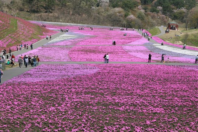 ゴールデンウィーク、益子の陶器市へと向かう途中に市貝町の芝ざくら公園に立ち寄りました。<br /><br /><br />益子の陶器市の様子はこちら。<br />http://4travel.jp/traveler/jingo/album/10454005/