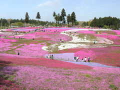 羊山公園へ=芝桜が綺麗でした=