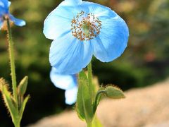 花の文化園