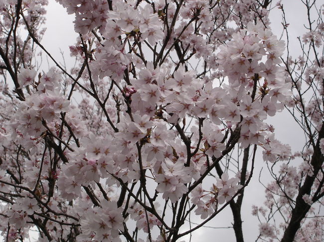 姫路で満開の桜を見たら、なんだか桜を追いかけてみたくなりました。<br />以前、何かで聞いたことがある長井・白鷹の古典桜。<br />ソメイヨシノ以外の桜もいいな〜と思って<br />行ってみることに。<br /><br />週末は何かと用事を入れていたので<br />土曜日しか空いてない。<br />できれば混雑しない時間にゆっくり見たい。<br />ということで、金曜夜に米沢に泊まり、<br />土曜の朝早くから行動することに決定！<br /><br />タクシーと徒歩で長井〜白鷹の古典桜を堪能。<br />ハードスケジュールでしたが、地元の方々の<br />人情に触れ、楽しい旅行となりました♪<br /><br />