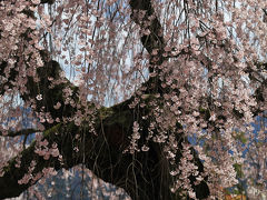 「麻績の里 舞台桜」(おみのさと　ぶたいざくら）、桜花の舞　/長野県飯田市