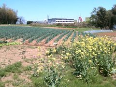 野庭農業専用地区へ