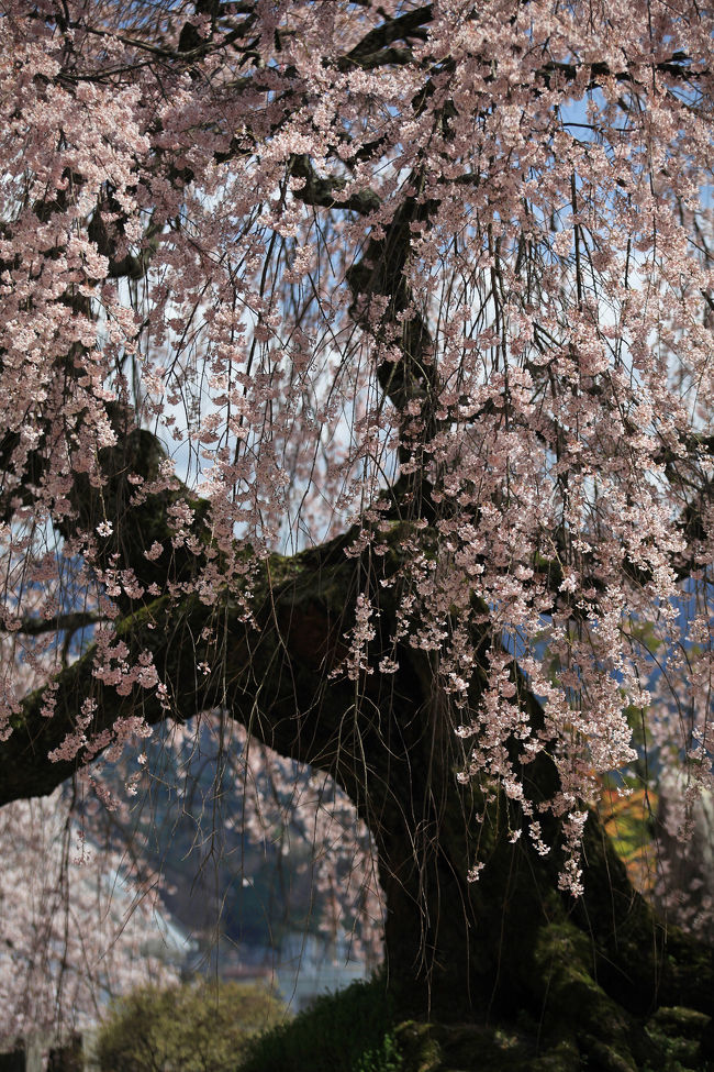 「麻績の里 舞台桜」(おみのさと　ぶたいざくら）<br /><br />下伊那地区は桜の名所。<br />信州でも南に位置し、４月上旬より桜は開花。<br />私達に春の訪れを伝えてくれる。<br /><br />この舞台桜の名前は全国区になりつつある。<br />「旧座光寺小学校のしだれ桜」とも呼ばれるが、<br />2005年、地域おこし団体により<br />「麻績の里（おみのさと） 舞台桜」と命名されたそうです。<br /><br />旧座光寺小学校とありますが、<br />正式には旧座光寺麻績学校というのでしょうか。。<br />その校舎の中に花を咲かせるのですが、<br />この校舎、舞台と学校が一体となっている。<br />その舞台校舎校庭に今年も優雅な桜花の舞を見せてくれていた。<br /><br />この桜は全国でも珍しい5弁から10弁の花が交じり合って咲く<br />「半八重枝垂れ紅彼岸桜」とのこと。<br />樹齢は諸説ありますが、約350〜400年。樹高約12ｍ。 <br /><br />見頃:4月上旬から4月中旬<br />交通:中央自動車道飯田ICから車で約20分。