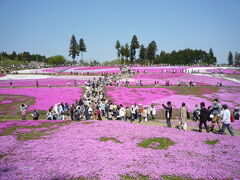 羊山公園の芝桜