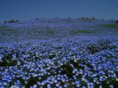 ひたち海浜公園の春色紀行はネモフィラのブルーと空の青・・そして彩りのチューリップ