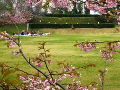 佐倉城址公園：オオカンザクラが咲いて　☆佐倉連隊の痕跡も