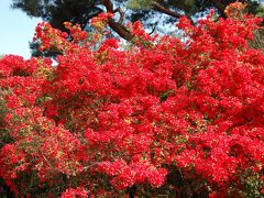 つつじが岡公園、あしかがフラワーパーク