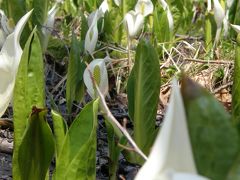 水芭蕉の隠れ家とイケメン若駒