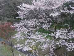 桜シーズン＠昭和記念公園