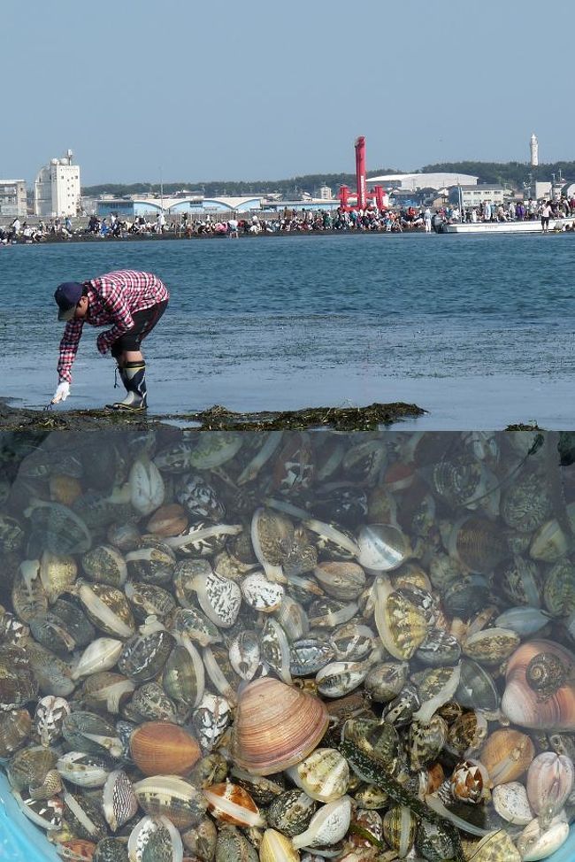 浜名湖弁天島で４年ぶりの潮干狩り 小さいアサリとハマグリをゲット 弁天島温泉 静岡県 の旅行記 ブログ By Ittsuan123jpさん フォートラベル