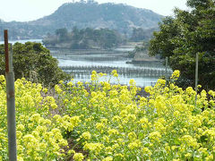 菜の花の咲く　朴島（ほうじま）は宝島　塩竈市浦戸諸島　-1