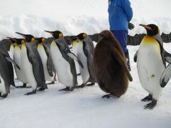 冬の旭山動物園　～ペンギンのお散歩が見たい！～
