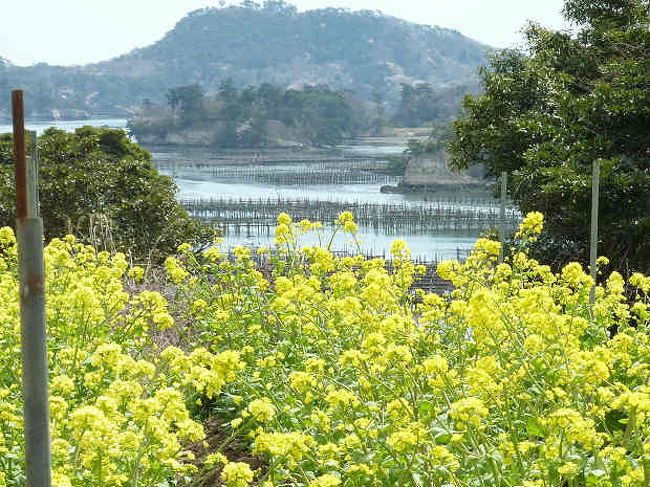 朴島（ほうじま）は 宝島？<br /><br />マリンゲート塩釜から市営汽船に乗り 浦戸諸島のひとつである<br />菜の花の咲く島「朴島」へ行って来ました。<br />途中，桂島，野々島，石浜，寒風沢の港を経由して「朴島」に行きます。<br />　<br />※朴島の菜の花とは<br />仙台系白菜の採種用として栽培されているもので　交雑しやすいため交雑を避けて「純粋な種を採る」ために 朴島 で栽培しているのだそうです。<br />くれぐれも【畑に入ったり、花を摘んだりしないでください】とのことです。　(@_@)写真を撮っても菜の花取るな(@_@)<br /><br />桂島と石浜　浦戸諸島めぐり②http://4travel.jp/traveler/sin_tabi/album/10455630/<br /><br />野々島　浦戸諸島めぐり③http://4travel.jp/traveler/sin_tabi/album/10455628/<br /><br />寒風沢島浦戸諸島めぐり④http://4travel.jp/traveler/sin_tabi/album/10454598/