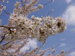 2010桜日記 第12弾 御殿場 桜祭りウォーキング