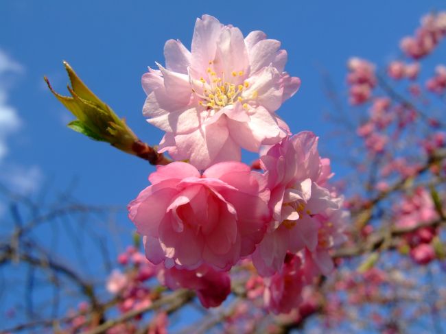 今年は姫路城に行きたいなと両親から打診されたが、３月末は絶対に休めない･･･<br /><br />４月なら東北だねと３年前に行った時と同じツアーを申し込みました。<br /><br />桜の開花を事前に当てるのは難しく、予想していなかった３・４月の寒さで開花が物凄く遅れました(T_T)<br /><br /><br />３年前に行った満開の旅行記はこちらで<br />http://4travel.jp/traveler/noririn-dayo/album/10143053/