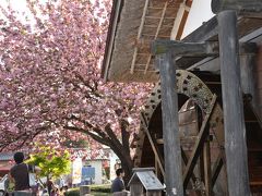 上野国・白井宿の八重桜