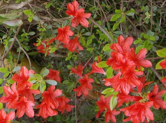 熱海の春が遅い…今年は特別です。理由は、一枚目の写真をご覧下さい。今日は、我が別荘地内を散策しました。園芸品種はスルーして、標高300m以上の当地に自生する花を集めてみました。<br /><br />表紙写真：ヤマツツジ