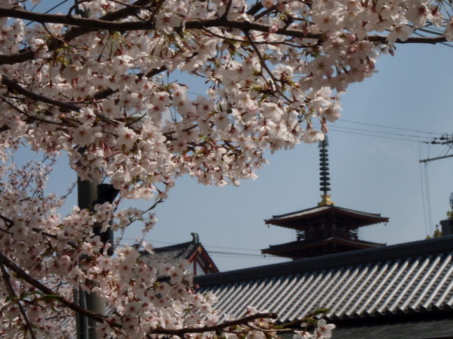taka38540初めての旅行記は出身地であり、今住んでいる大阪市内。<br /><br />なので、旅行・・・？っていうまではいかないかもしれませんが、暖かくなってきて桜も満開ということで、自転車で上町台地周辺の桜の名所を散策して来ました☆<br />上町台地とは大阪市の中央部を南北に貫く丘のことを言い、北は大阪城周辺、南は住吉大社のあたりまで続きます。<br /><br />今回はその中間ぐらいの四天王寺から北へ上り、大阪城・大川までをサイクリングです。<br /><br /><br />普段見慣れた街でも、自転車で路地を廻ったり、何気ない場所にカメラを向けてみると新しい発見があるかもしれません♪