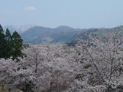 青森県　黒石市　こみせ通りとさくらまつり