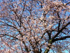 鎌ヶ谷：小金中野牧跡/貝柄山公園など　☆とっこめ桜まつりで
