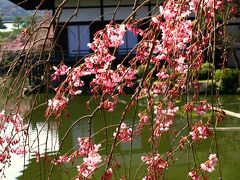 にわか鉄ちゃんが行く、おやじ黄昏１８×○きっぷ−京都桜吹雪編―１―