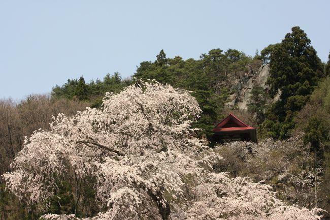 善光寺平の東に広がる山里、全国番付でも”小結”級と言われる高山村の五大「しだれ桜」を訪ねて観ました・・・<br />１）赤和観音のしだれ桜<br />２）黒部のエドヒガン桜<br />３）中塩のしだれ桜<br />４）坪井の枝垂れ桜<br />５）水中のしだれ桜