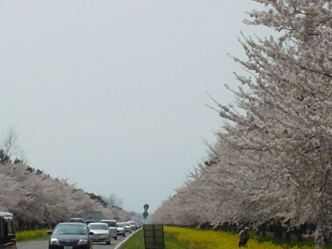 大潟村に行きました。１１キロも続く菜の花とさくらの道があるのです。これはすごいです。見事な桜と菜の花の両方が延々と続きます。すばらしいの一言。