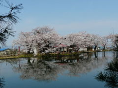 真人公園でお花見