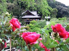 花のお寺を訪ねて！　＜ぼたんの長谷寺＞