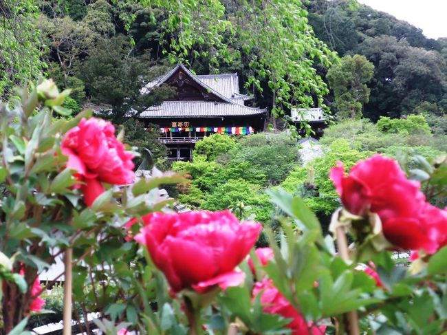 　４月末、ぼたんの寺として知られる奈良の長谷寺を訪ねてきました。<br />　今年の奈良は、平城遷都１３００年祭が行われており、長谷寺でもそれに協賛、本尊十一面観世音菩薩立像の特別拝観と、本尊十一面観世音菩薩御影大画軸の特別開帳がされていました。<br />　私が長谷寺を訪れたのは今回が四回目で、ぼたんの花の時期としては二回目です。以前訪れた時はＧＷだったので、参拝客の波に呑まれて、ぼたんの花は、人の隙間からわずかに見えただけでした。この時は、立ち止って写真を撮る余裕など全くありませんでした。<br />　そこで、今回はＧＷをはずして少し早めに訪れました。今年は天候不順で開花が遅れていて、満開とは言えませんでしたが、それでも約７０００株の牡丹は見事でした。