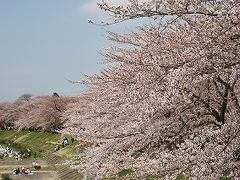 遅い桜にあいたくて新幹線で初秋田