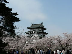 どうしても綺麗な状態を見たいと弘前公園へ