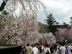 武家屋敷辺りの枝垂桜＆桧木内川沿いの染井吉野