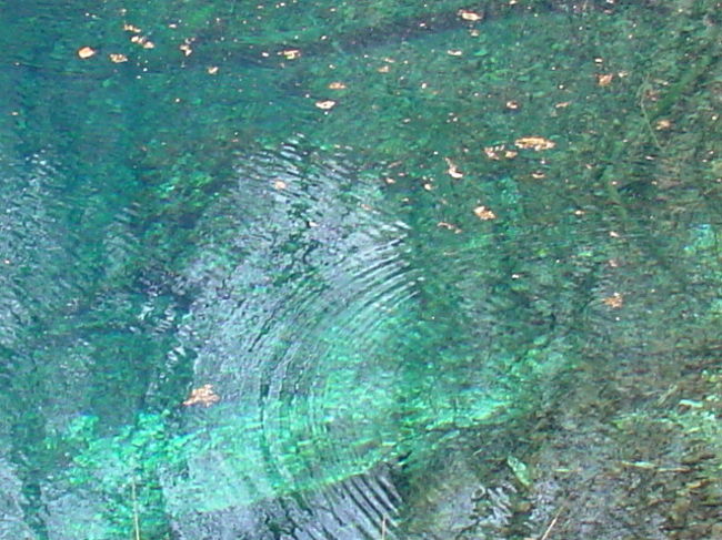 十二湖を見に行きました。世界遺産白神山地の中にあります。実際は三十三の池があるそうです。その中の１つ、神秘のブルー、青池が目的地です。