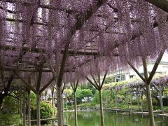 2010.05.04藤まつり（亀戸天神社）