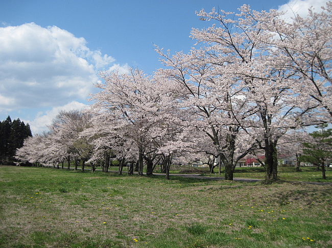 ２０１０年GW.「那須北温泉」から「那須甲子道路」を経て、２８９号線に出て、白河方面に向かいました。途中のガソリンスタンドの前の桜が綺麗でしたので、「近所にも桜が綺麗な所がありますか？」と尋ねたら、知る人ぞ知る桜の名所「堀川沿い」の桜並木を教えてもらいました。福祉施設「太陽の国」周辺の桜並木でちょうど満開。。。遠くに那須の山々も見えて最高でした。こんな静かで、観光客が一人もいないところで、お花見できるなんてラッキーでした。その後東北道が混んでいたので、「羽鳥湖」経由で福島に行きました。宿泊は「東横イン福島駅東口２」、カレーの夕食付きです。