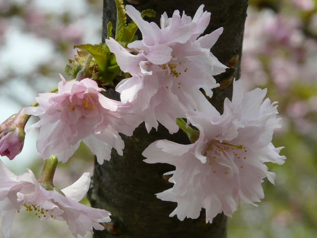 桜のお花のアップだけです<br /><br />早咲きの桜や染井吉野と同期に咲く桜が一気に見れます<br />遅咲きの桜にはちょっと早くまだつぼみ状態でした<br /><br />都内で見損なった桜が見れたのが何よりです<br /><br />初めて見た種類は２種類でした