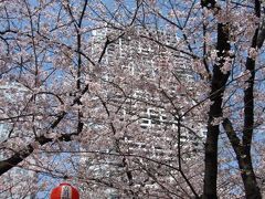 錦糸公園の桜