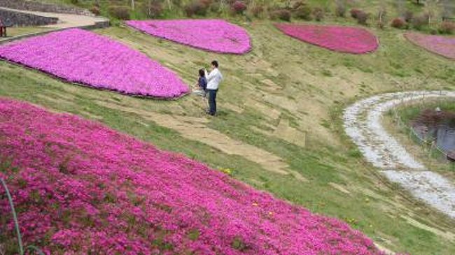 大仁瑞泉郷 芝桜のある風景 大仁温泉 静岡県 の旅行記 ブログ By Hn11さん フォートラベル