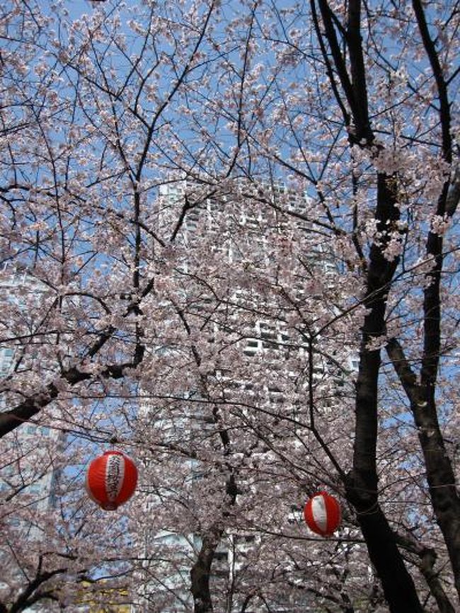 錦糸町に行ったついでにＪＲ錦糸町駅北口から徒歩２、３分の「錦糸公園」の桜を愛でてきました。<br /><br />錦糸公園には初めて訪れましたが、ソメイヨシノが満開に咲き誇りとても綺麗でした。<br /><br />スカイツリーも見えお花見スポットの穴場かも知れませんね〜