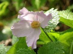 ５月の六甲高山植物園