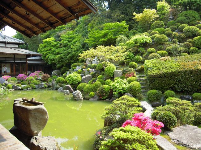GWまっただ中。<br />京都では「京都春季非公開文化財特別公開」中♪<br />http://www.kyoto-okoshiyasu.com/see/sp_hikoukai/index.html<br /><br />その中で行ったことのない「智積院」へ。。<br />メナードのCMでも使われてた「キレイなお庭」には<br />咲き始めたばかりのツツジ。<br />新緑の鮮やかな緑色も映えてとてもキレイなお庭がみられるお寺でした。。<br /><br />特別公開中は「古都サークル」の学生さんが各部屋ごとにいて<br />説明をしてくれるサービス付☆<br />ただ見るよりわかりやすくって...すごくよかったぁ〜〜♪