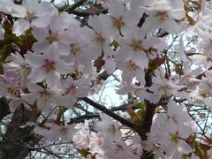 札幌・寒地土木研究所で千島桜開花（2010年）