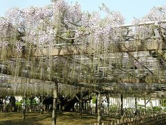 ＧＷ小さな旅を楽しむ・・・⑥騎西町玉敷神社の大フジ