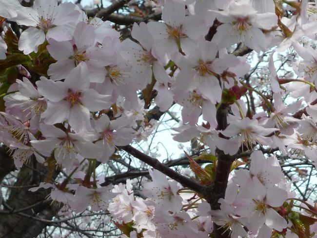 寒地土木研究所（札幌）で千島桜開花