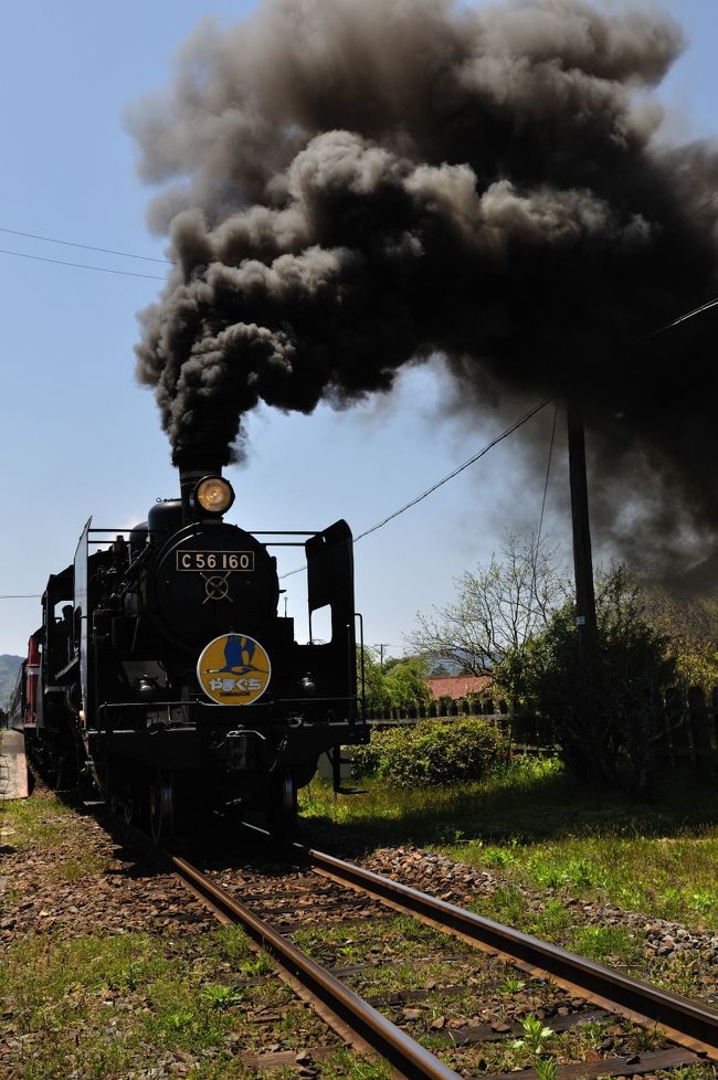 　ＳＬの旅シリーズ第4回目は山口県新山口駅から津和野駅間を走るSL山口号”C56 160号機&quot;の旅です。<br />　念願のSL山口号に乗車出きましたが、ゴールデンウイークの中日、秋のC57+C56の重連と共に乗車券の入手が大変困難な通称プラチナチケットでの乗車でした。通常のチケット販売は乗車1ヶ月前の午前10時からですが、もちろん発売と同時に完売です！<br />　また私の座席が1号車（展望車）の車両の為（5ヶ月前から予約し）より困難を極めましたが、平素よりお世話になっている旅行会社のTさんのご努力でなんとか取れ、九州新幹線つばめ（新800系）を含めて乗車出来た事、この場をかりて本当に感謝し御礼申し上げます。<br />　ただし貴婦人C571号機は運行上の理由で乗車できませんでしたが、予備機のC56とDD51の重連で乗車致しました。10月にC57+C56の重連の時に再度乗車する予定で、現在旅行会社に予約しております。<br /><br />SL山口号の公式ホームページ<br />http://www.c571.jp/home.php<br /><br />また今回大変幸運だったのは、SL山口号の公式ホームページに<br />記載されているように、C56の車両不具合のため、5/4から運行中止となりました。私は2日前の5/2運よく乗車致しました。<br /><br />以下参照<br />SL「やまぐち」号牽引機関車Ｃ５６（愛称：ポニー）の変更について [5月4日]<br />ＳＬ「やまぐち」号の牽引蒸気機関車Ｃ５６の車両不具合のため、５月４日、５日の両日は、ディーゼル機関車（ＤＤ５１）のみでレトロ客車を牽引して運転されます。<br />http://www.c571.jp/whatsnew/001/detail.php?nowpage=index&amp;detailID=58<br /><br />　次の新着情報より<br />ＳＬ「やまぐち」号牽引機関車の運転計画について [5月6日]<br />５月８日（土）から蒸気機関車Ｃ５６号機とディーゼル機関車で運転します。ＳＬ「やまぐち」号の牽引蒸気機関車Ｃ５６号機（愛称：ポニー）に車両不具合が発見され修理を行っておりましたが、修理が完了しましたので５月８日（土）の運転から、蒸気機関車Ｃ５６号機とディーゼル機関車ＤＤ５１で、レトロ客車を牽引して運転します。　　　　　　　　　<br />http://www.c571.jp/whatsnew/001/detail.php?nowpage=index&amp;detailID=59<br /><br />SL山口号の歴史　（公式ホームページから引用）<br />昭和４０年代国鉄の近代化・合理化により、全国の蒸気機関車が廃止される中、昭和４８年１０月には、山口線からもＳＬが姿を消すことになりました。<br />　その後、多くのＳＬファンや地元市町村を中心にＳＬ復活への気運が高まり、当時の国鉄総裁の大英断で昭和５４年８月１日、山口線にＳＬが復活することになりました。 <br />現在、｢貴婦人｣の愛称で親しまれる｢Ｃ５７１｣は、山頭火が愛した｢新山口｣を出発し、「湯田温泉」、大内文化の香り漂う「山口」、四季折々の情緒を楽しめる「長門峡」、山陰の小京都「津和野」までの６２．９ｋｍを約２時間かけて、多くの人の夢を乗せて走ります。 <br /><br />Ｃ56形160号機<br />1935年から1942年の間に164両が製造された小型の客貨兼用の機関車です。軽快なその姿から「ポニー」の愛称で呼ばれる人気のある機関車です。1939年川崎車輌製。上諏訪機関区より転入。動態保存されており、本線運転ができる。 <br /><br /><br />次回の<br />ＳＬの旅シリーズ第5回目は、山梨県,甲府駅-小淵沢駅間を走る「SLやまなし号」”D51 498号機&quot;　です。5/30に現地に行き撮影済み。<br />ＳＬの旅シリーズ第6回目は、山形県山形駅-左沢駅間（左沢線）を<br />走る「SLさくらんぼ号」”C11 325号機”です。6/13に現地に行き撮影済み。<br />