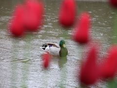 雨のスイスの過ごし方①