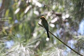 ケアンズで観光＆バードウォッチング [2010](7)　　センテナリーレイク編