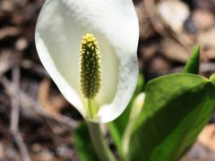 北信州　飯綱町　むれ水芭蕉園